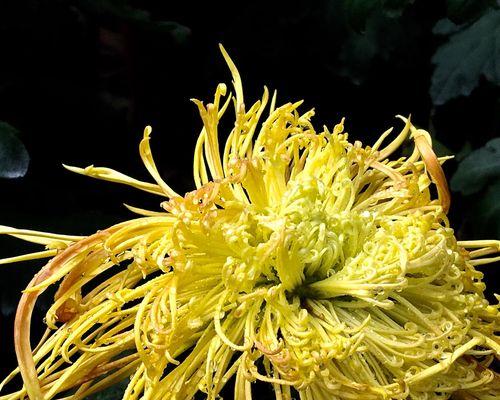 黄菊花的象征意义及寓意解析（探寻黄菊花的美丽与力量——从花语到文化符号）