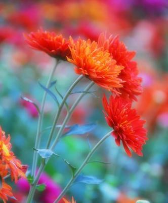 黄菊花的象征意义及寓意解析（探寻黄菊花的美丽与力量——从花语到文化符号）
