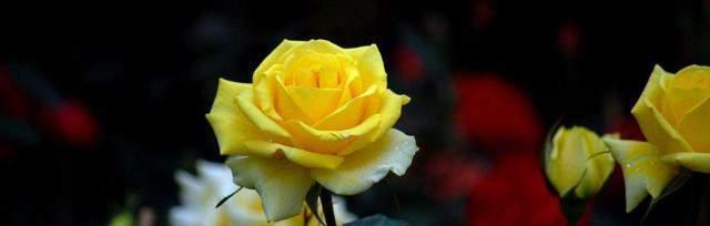 黄玫瑰花语的意义与传说（揭秘黄玫瑰所代表的感情与象征）