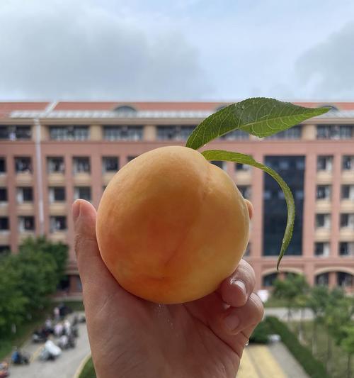 黄桃的象征意义（探寻黄桃在文化与艺术中的寓意）