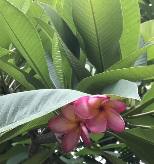 鸡蛋花（揭秘鸡蛋花的神秘符号和隐含寓意）