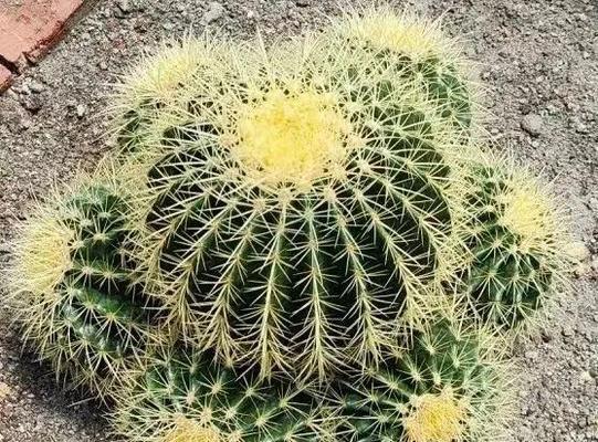 金虎花风水寓意与作用（探索金虎花的神秘力量）