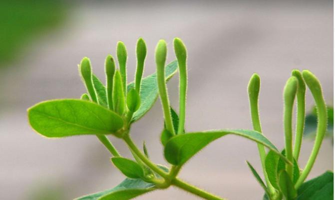 金银花的花语与寓意——传递爱与祝福的优美之花（金银花的花语及寓意解读）