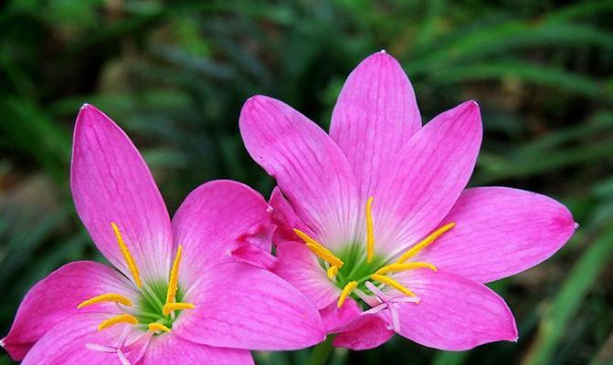 韭菜风水寓意与种植位置选择（探索韭菜的风水之道）