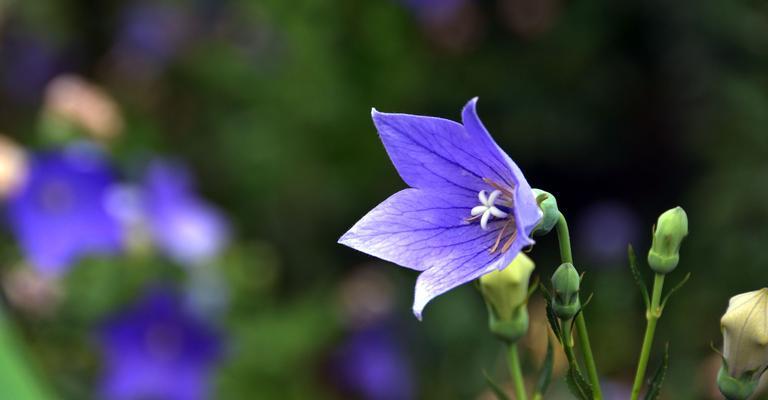 桔梗风水的寓意与作用——花语象征和风水福泽（桔梗花开）