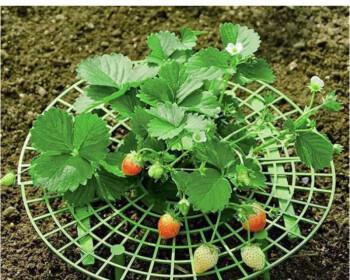 新手怎么种植草莓籽（详解草莓种植方法和技术）