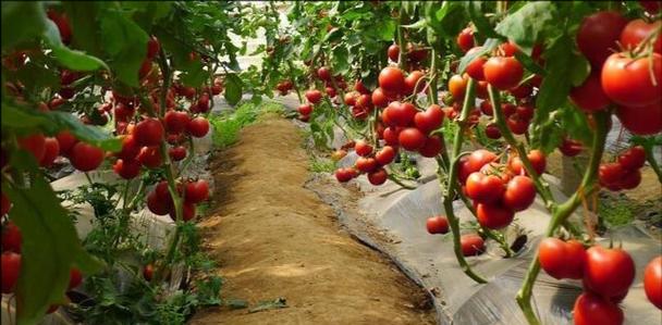 番茄怎样管理和栽培技术（栽培西红柿的管理要点）