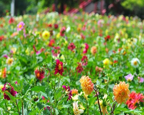 矮杆波斯菊一般长多高（矮杆波斯菊种植方法和时间）