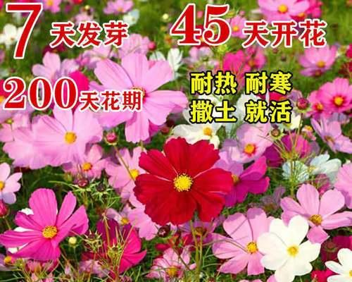 矮杆波斯菊一般长多高（矮杆波斯菊种植方法和时间）