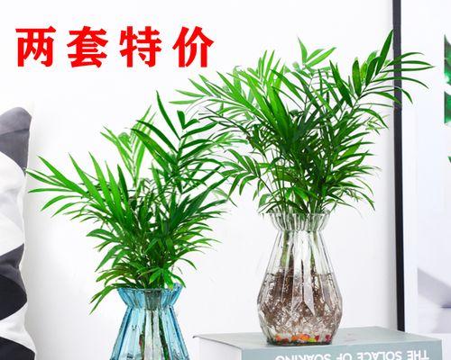 七叶莲的养殖方法（打造美丽花园的秘密武器）