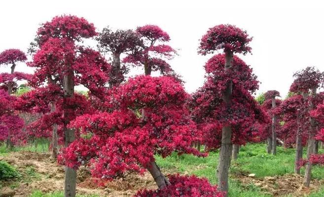 红花荀子盆景怎么养护（红花荀子盆景的养护要点）