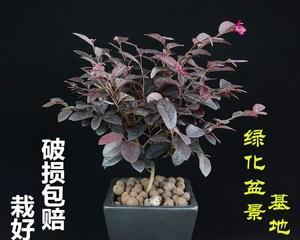 红花荀子盆景怎么养护（红花荀子盆景的养护要点）