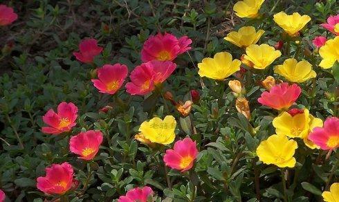 如何种植太阳花种子（太阳花种子的播种方法）