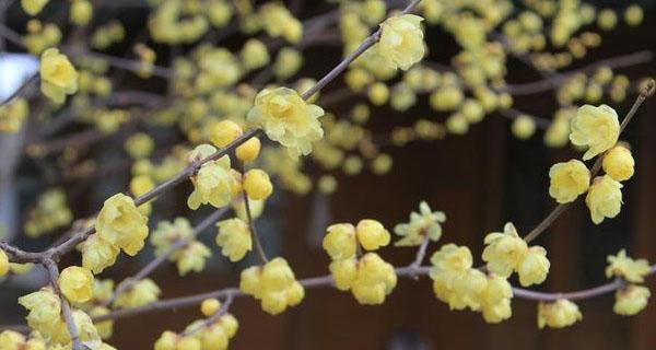 梅花开花时间是什么时候（描述梅花花期季节）