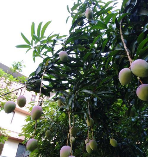 芒果树怎么种植（芒果树的栽培与管理）