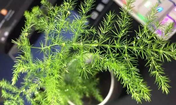 文竹叶子发黄怎么补救妙招（教你黄叶的解决妙招）