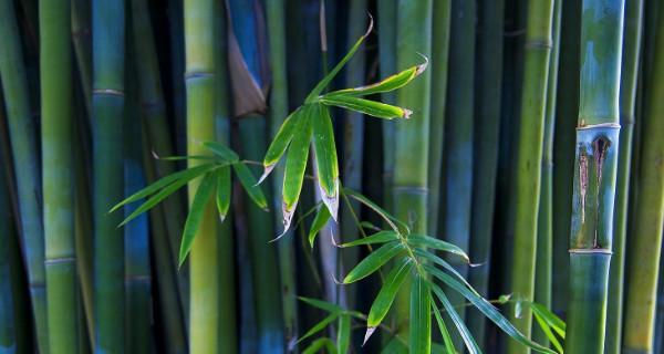 竹子的种类图片及名称（探索竹子的多样性与美丽）