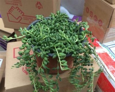 怎样种植佛珠吊兰比较好（分享养佛珠吊兰的小窍门）