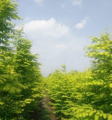 水杉树如何种植（水杉栽植技术要点）