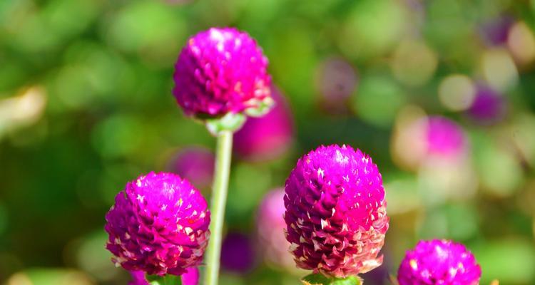 10月份开的花有什么（十种代表十月的花大全）