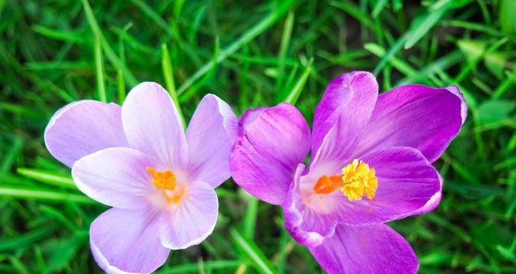 10月份开的花有什么（十种代表十月的花大全）