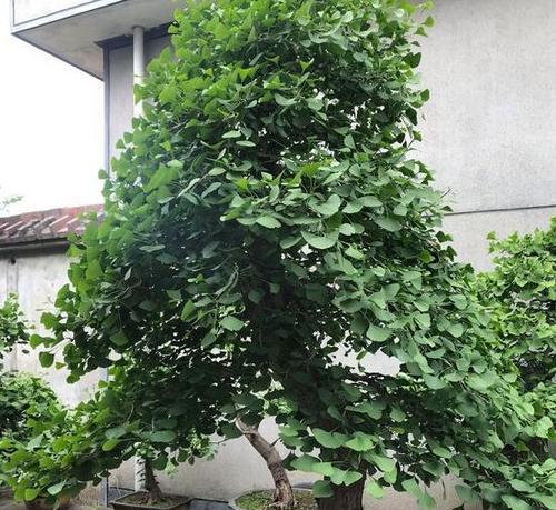 银杏盆景怎么养护（银杏盆景的养护与管理）