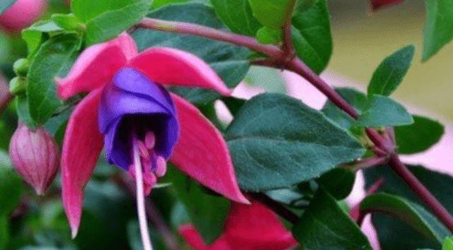 倒挂金钟花期怎么养护（倒挂金钟花养护方法分享）