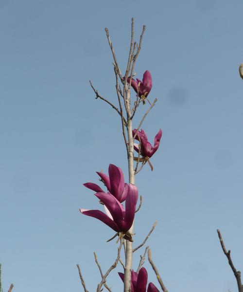 玉兰花几月开花（有关玉兰花开花时间）