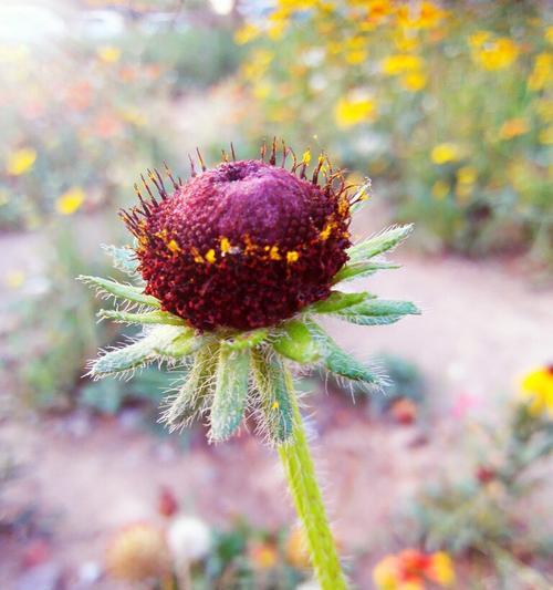 黑心菊开花季节是几月份（观赏黑心菊的花期）