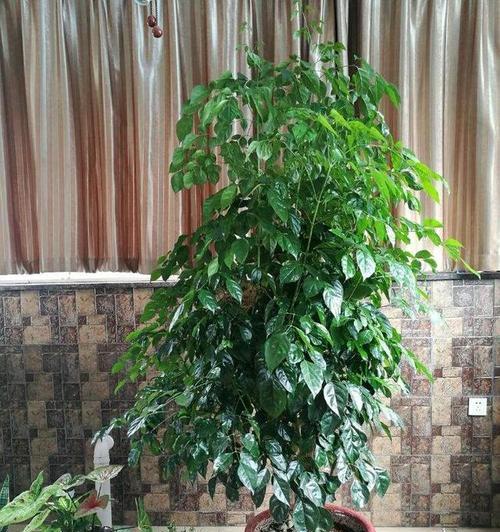室内绿植什么养（适合长期放在室内的植物排名）