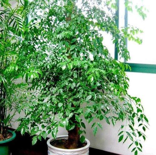 室内绿植什么养（适合长期放在室内的植物排名）