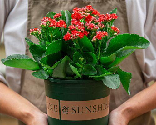 室内放什么植物对人体好（盘点最适合养在室内的花）