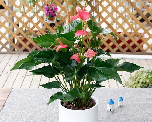 室内放什么植物对人体好（盘点最适合养在室内的花）