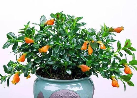 吊兰品种有哪些（了解吊兰八大品种介绍）