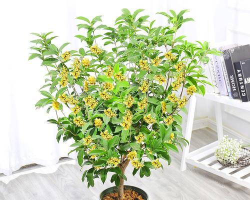 盆栽四季桂花树怎么养才长得好（盆栽桂花树的养殖注意事项）