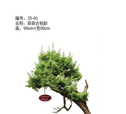 刺柏盆景怎么养才好（养护刺柏的注意事项）