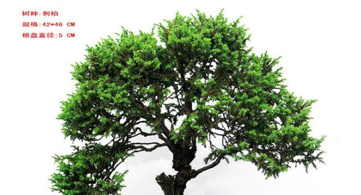 刺柏盆景怎么养才好（养护刺柏的注意事项）