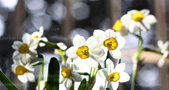 白色水仙花花语是什么（有关水仙花的象征意义）