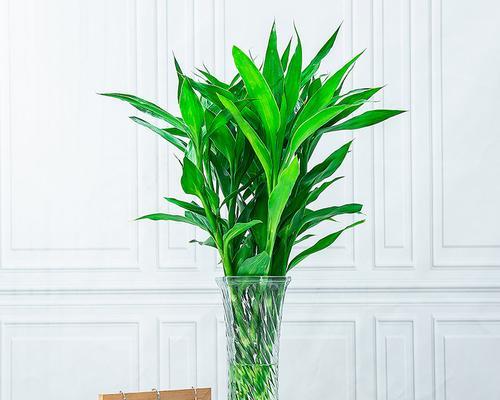 节节高富贵竹水养技巧(如何正确地水养富贵竹) 节节高富贵竹水养技巧(如何正确地水养富贵竹)