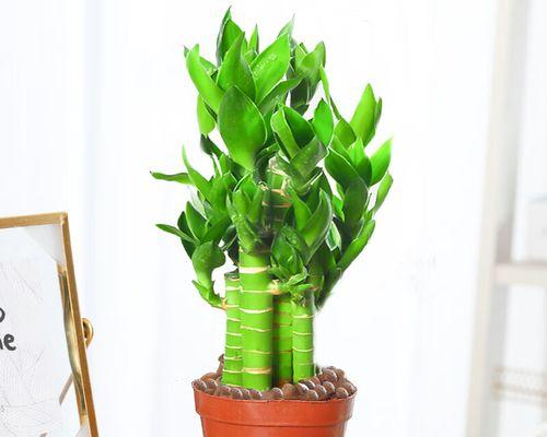 节节高富贵竹水养技巧(如何正确地水养富贵竹) 节节高富贵竹水养技巧(如何正确地水养富贵竹)