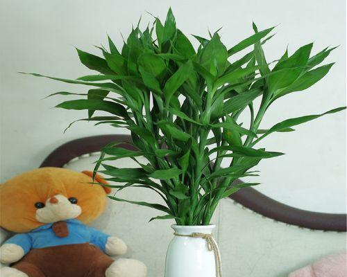 节节高富贵竹水养技巧(如何正确地水养富贵竹) 节节高富贵竹水养技巧(如何正确地水养富贵竹)