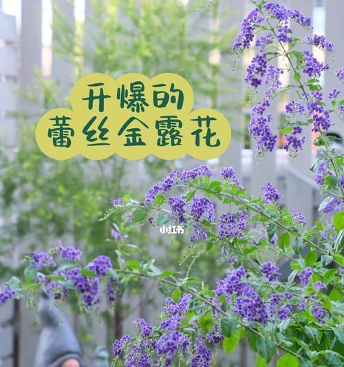 金露花如何养殖（金露花的养殖方法和注意事项）