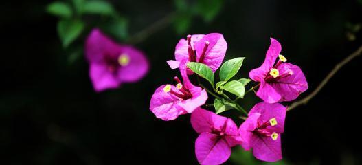 夏天都有什么花开（盘点10种代表夏天的花）