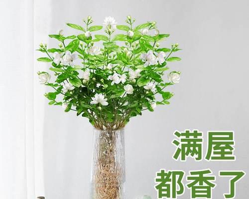 水培绿植有哪些（可长期养的水培植物大全）