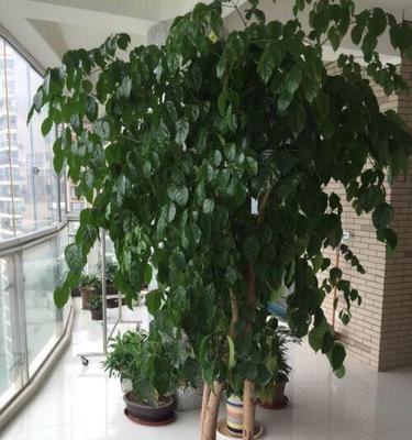 幸福树好养吗怎么养（详解幸福树养护方法）