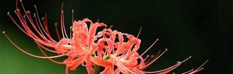 彼岸花花语是什么意思（彼岸花的真正含义）
