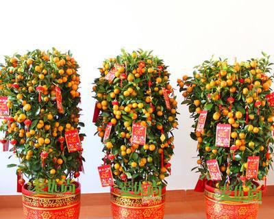 春节花卉盆栽