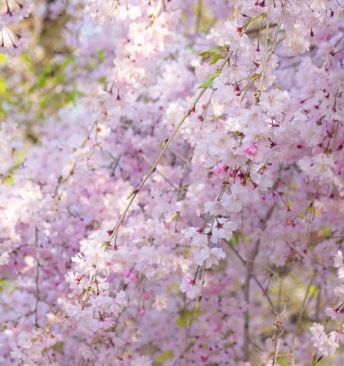 垂枝樱花价格产地（垂枝樱花价格最新行情）