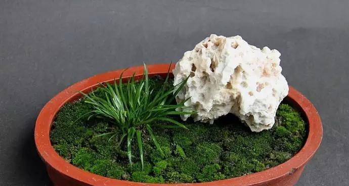 唐菖蒲怎么养殖（唐菖蒲栽培技术要点）