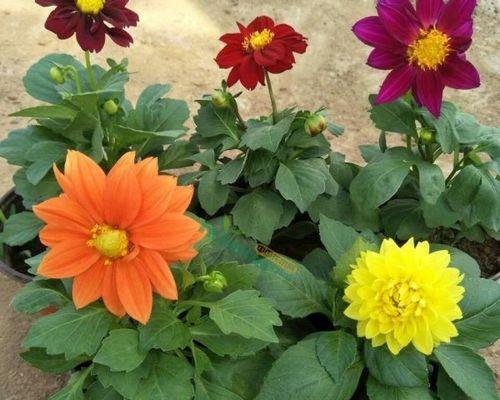 小丽花什么时候播种（小丽花种植时间和方法）